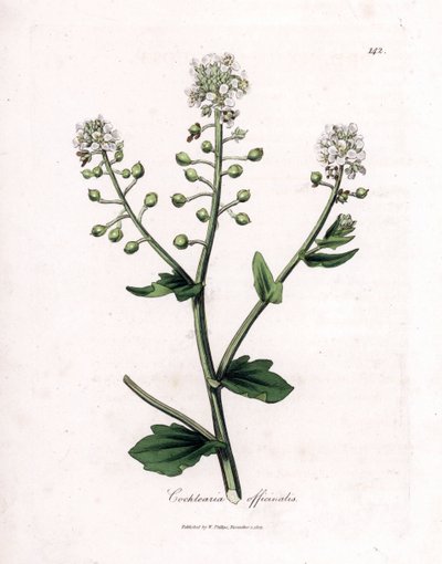 Erba scorbuto, Cochlearia officinalis da James Sowerby