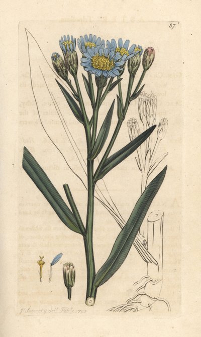 Aster marino, Tripolium pannonicum subsp. tripolium da James Sowerby