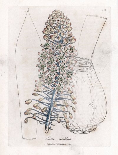 Cipolla di mare o scilla, Drimia maritima. Incisione a mano colorata su rame da un