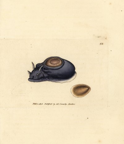 Lumaca di mare o lepre di mare, Aplysia punctata da James Sowerby