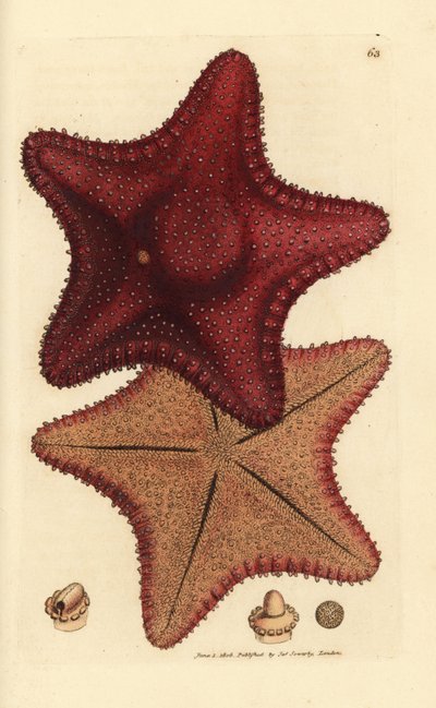 Stella marina, Hippasteria phrygiana da James Sowerby