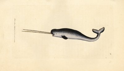 Narvalo, Monodon monoceros da James Sowerby