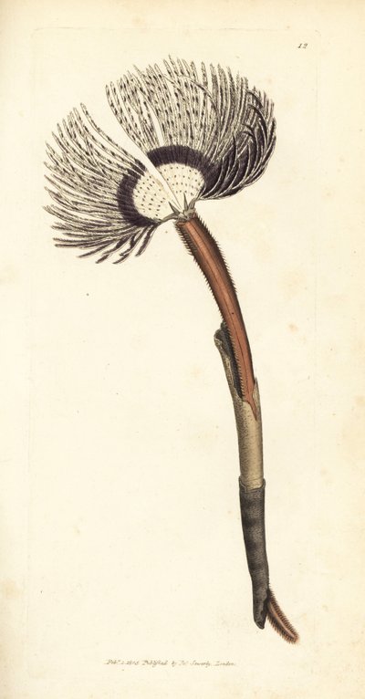 Verme marino, Amphitrite ventilabrum da James Sowerby