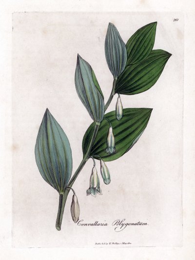Sigillo di Salomone, Polygonatum multiflorum da James Sowerby