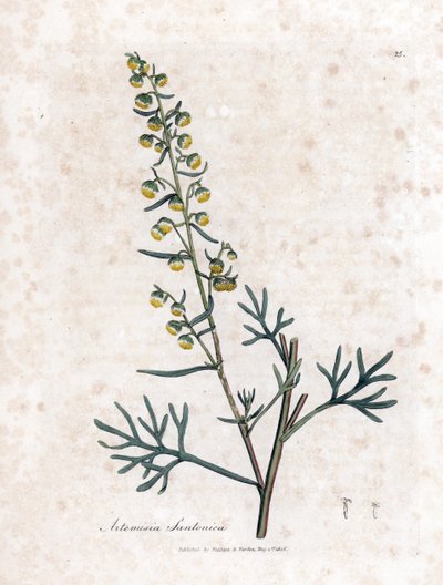 Semen contra o semencina o assenzio di Giudea - Artemisia cina. Incisione a mano colorata su rame da un