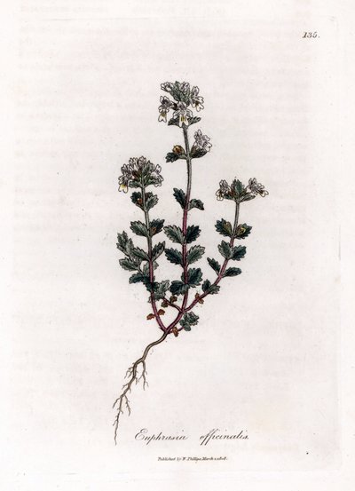 Erba degli orbi - Euphrasia officinalis. Incisione a mano colorata su rame da un