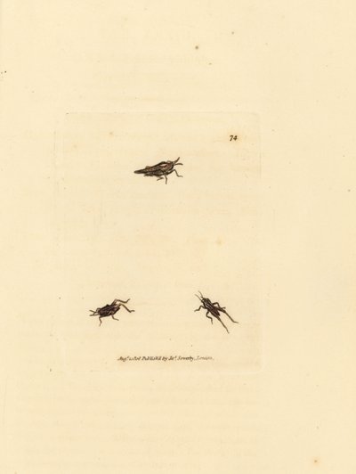 Cavalletta snella, Tetrix subulata da James Sowerby