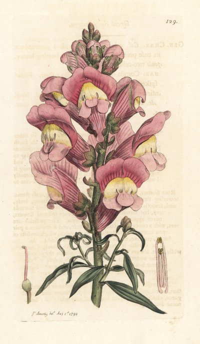 Bocca di leone, Antirrhinum majus da James Sowerby