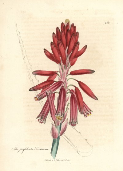 Aloe socotorina, Aloe perfoliata socotorina da James Sowerby