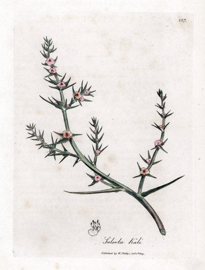 Kali turgida da James Sowerby