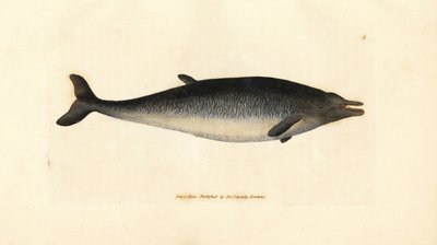 Balena dal becco di Sowerby, Mesoplodon bidens. Incisione a mano colorata a rame di James Sowerby da The British Miscellany, o Figure colorate di soggetti animali nuovi, rari o poco conosciuti da James Sowerby
