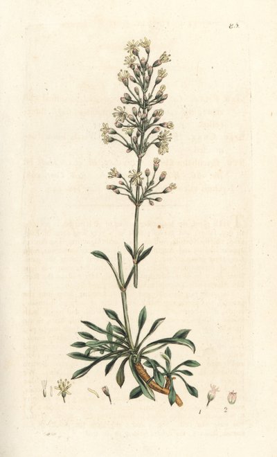 Silene otites da James Sowerby