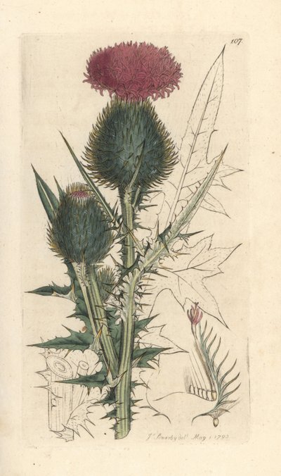 Cirsium vulgare da James Sowerby