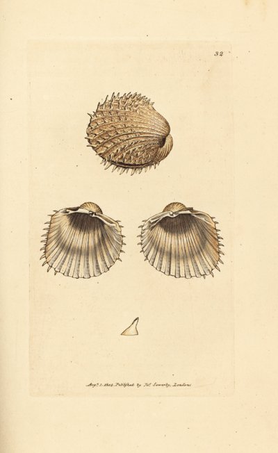 Cardio spinoso, Acanthocardia aculeata (Cardium spinosum) da James Sowerby
