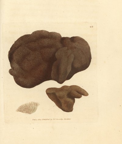 Spugna, Spongionella pulchella. Incisione a mano colorata a rame di James Sowerby da The British Miscellany, o Figure colorate di soggetti animali nuovi, rari o poco conosciuti da James Sowerby
