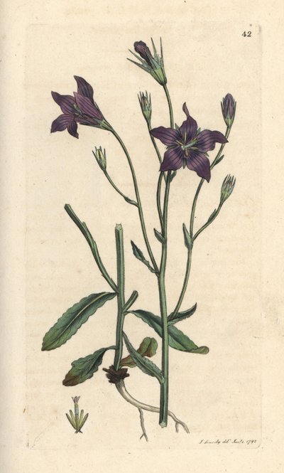 Campanula patula. Incisione a mano colorata su rame da un