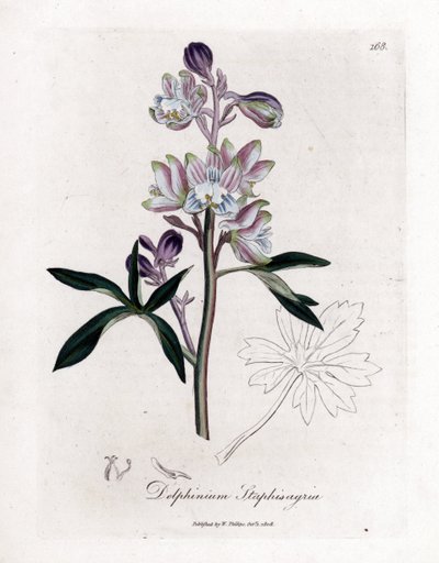 Staphisegar o erba con pidocchi o erba con gotta o uva selvatica - Delphinium staphisagria. Incisione a mano colorata su rame da un