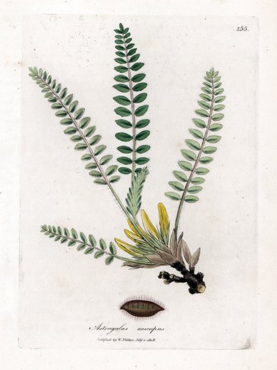 Astragalo senza stelo, Astragalus excapus. Incisione a mano colorata da un