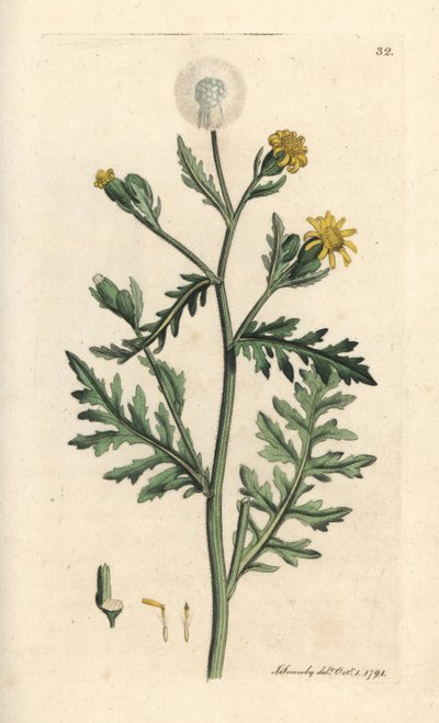 Senecio viscosus da James Sowerby