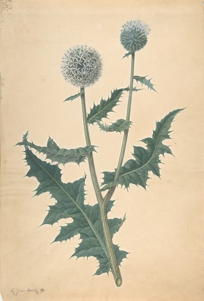 Studio di un Cardo, prima del 1822 da James Sowerby