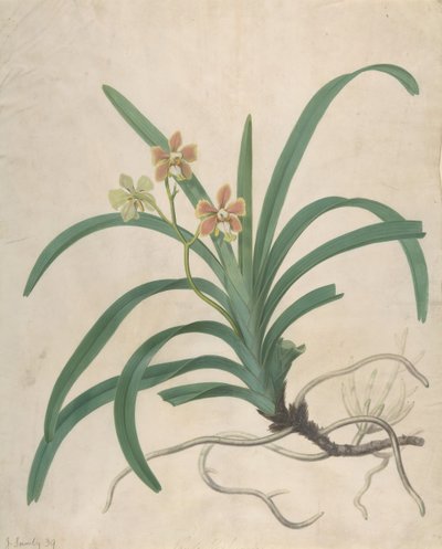 Studio di un