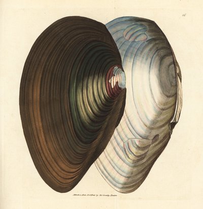 Cozza di fiume, Anodonta stagnalis. Incisione a mano colorata a rame di James Sowerby da The British Miscellany, o Figure colorate di soggetti animali nuovi, rari o poco conosciuti da James Sowerby