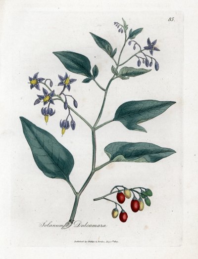 Dulcamara - Solanum dulcamara. Incisione a mano colorata da un