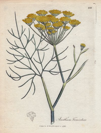 Finocchio dolce (o finocchio di Provenza). Incisione a mano colorata su rame da un disegno di James Sowerby (1757-1822), in 