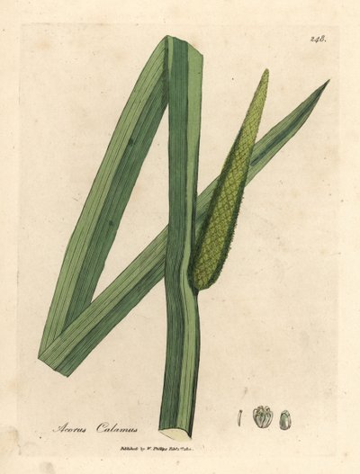 Calamo aromatico, Acorus calamus da James Sowerby