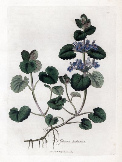 Edera terrestre, Glechoma hederacea. Incisione a mano colorata da un