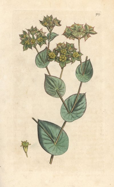 Bupleurum rotundifolium da James Sowerby