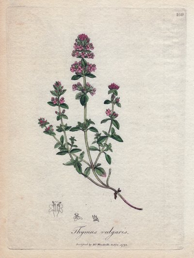 Timo, Thymus vulgaris da James Sowerby