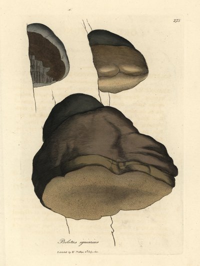 Fungo boletus igniarius da James Sowerby