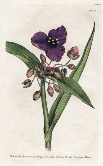 Tradescantia da James Sowerby