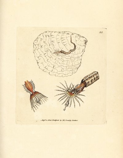 Verme a ventaglio Spirobranchus triqueter da James Sowerby