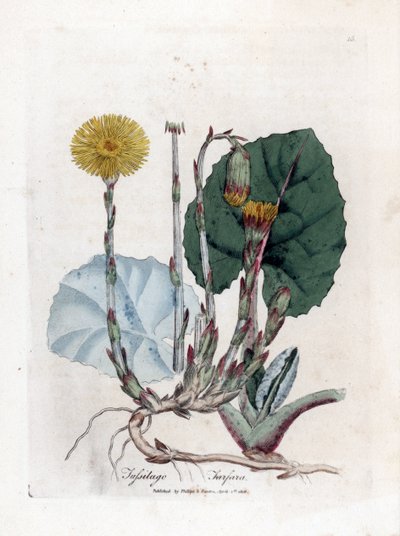 Tussilago - Tussilago farfara. Incisione a mano colorata su rame da un