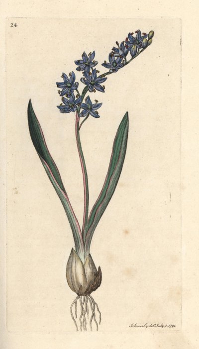 Scilla bifolia da James Sowerby