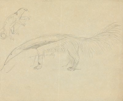 Due formichieri da James Sowerby