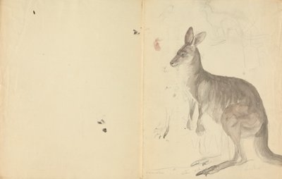 Due canguri con dettagli da James Sowerby