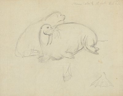 Due trichechi con dettaglio delle pinne da James Sowerby