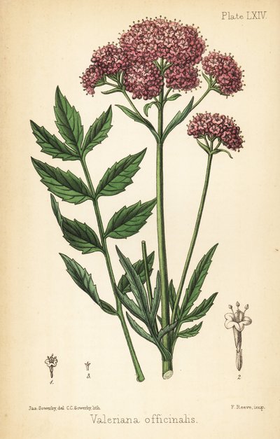 Valeriana, Valeriana officinalis. Litografia a mano colorata da Charlotte Caroline Sowerby da un
