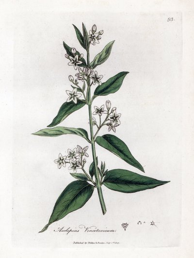 Asclepias vincetoxicum. Incisione a mano colorata su rame da un