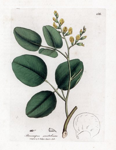 Legno di sandalo rosso, Pterocarpus santalinus da James Sowerby