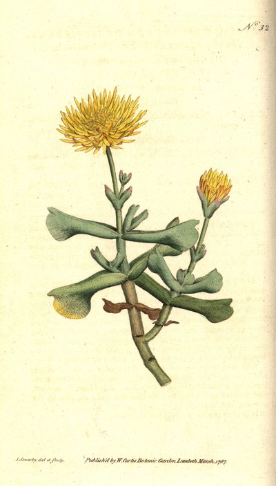 Varietà di ficoide da James Sowerby