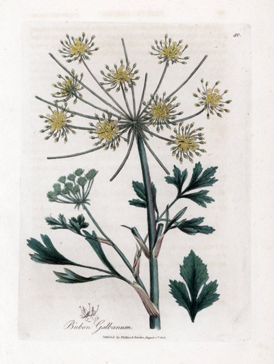 Varietà di ombrellifere che producono resina - Bubon galbanum. Incisione a mano colorata da un