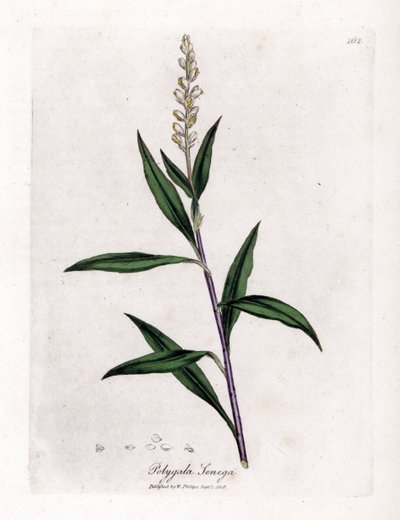 Poligala virginiana - Polygala senega da James Sowerby