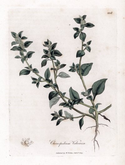 Chenopodium vulvaria da James Sowerby