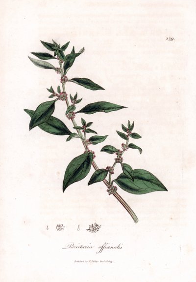 Wall pellitory, Parietaria officinalis da James Sowerby