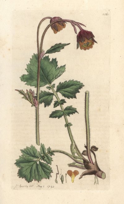 Geum rivale da James Sowerby