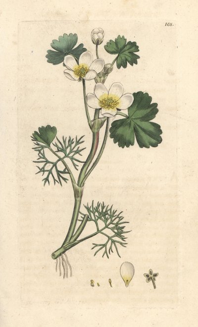 Ranunculus aquatilis (Aquatic Buttercup). Incisione a mano colorata su rame da un